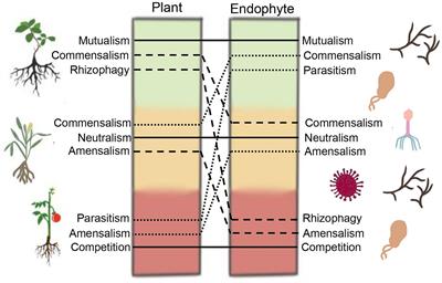 Bacterial endophytome sources, profile and dynamics—a conceptual framework